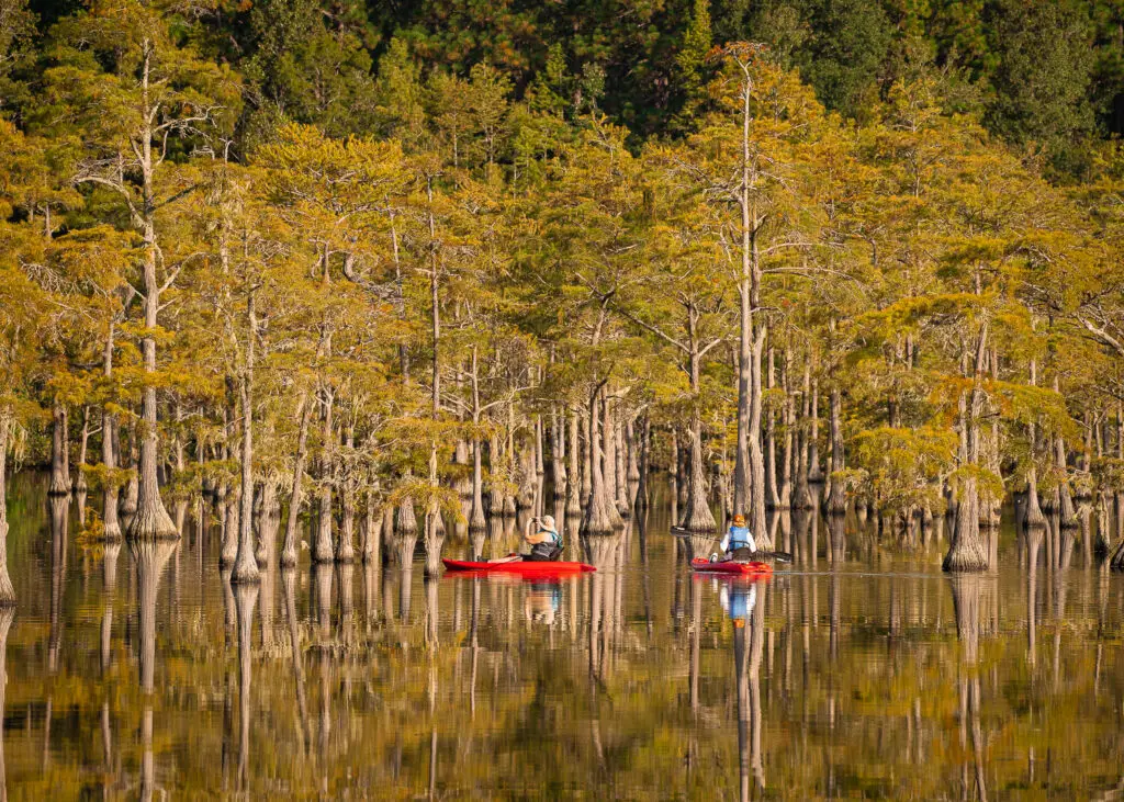 Two kayakers paddling through the cypress trees at George L. Smith State Park